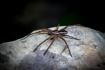 Forest Spider on a Rock