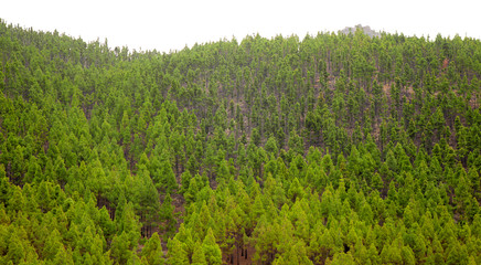 Canary pines recovering after wildfire