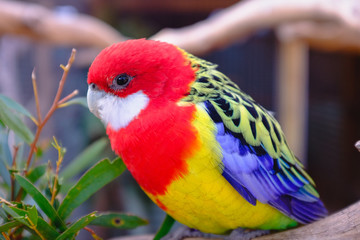 Eastern rosella