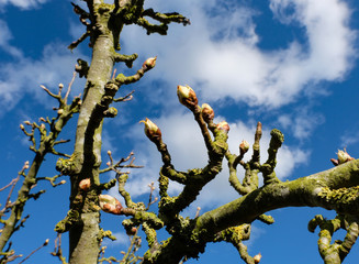 Mature apple tree showing blossom about to burst open with an apple orchard
