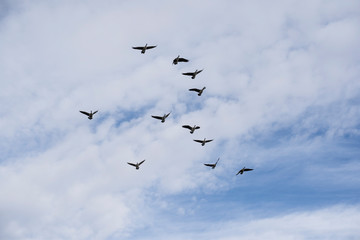 Canada Geese in flight as they migrate North assembling into formation for a long journey ahead.	