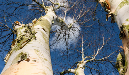 Mature silver birch tree seen in a vertical aspect in early spring against a blue sky.