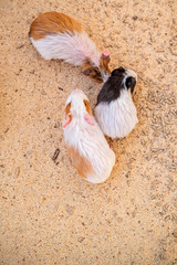 Family of guinea pigs at the zoo.