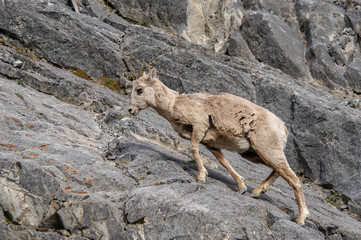 Bighorn sheep ewe (ovis canadensis) climbing rocky slope in Kananaskis Country, Alberta, Canada