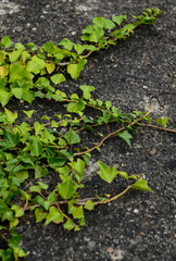 Efeu Hedera Kletterpflanze helix Mauer Triebe Grün Hintergrund Mauer Wand Struktur Wand Wuchern Vegetation Triebe Wachstum grün Blätter Gebäude Zerfall Lost Place Vintage Geschichte