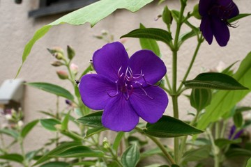 Fototapeta premium blue flowers on a green background