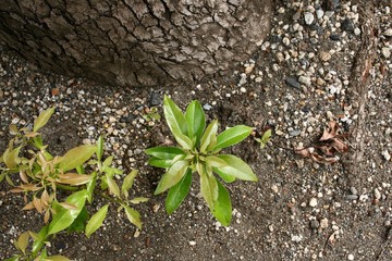 young plant in soil