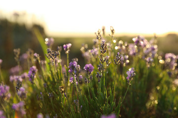 Naklejka premium Beautiful lavender flowers in field on sunny day