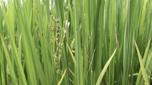 Ambient motion of riceplants (Oryza sativa) with grains swaying in the breeze showing genuine candid moment of rural life in the countryside of Kampot Cambodia