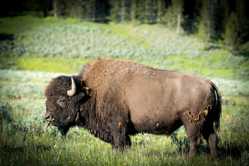 american bison in yellowstone national park