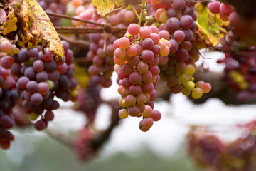 Bunches of red grapes, Rosada, from Vineyard. Grape harvest. Vineyards at sunset in autumn harvest. Close up of a bunch of grapes, background. Ripe grapes in fall