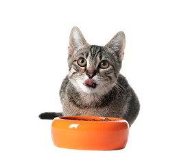 Grey tabby cat with feeding bowl on white background. Adorable pet
