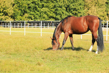 Naklejka na ściany i meble Chestnut horse in bridle grazing on green pasture