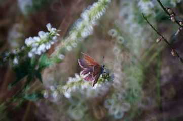Butterfly in wild flowers. Insects in nature. Summer.