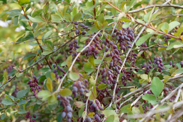 Fototapeta na wymiar Berberis berries in green forest