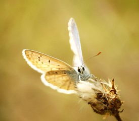 Butterfly in wild flowers. Insects in nature. Summer.