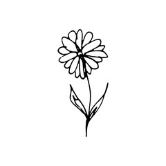 Cute single hand drawn floral elements. Doodle vector illustration for wedding design, logo and greeting card.