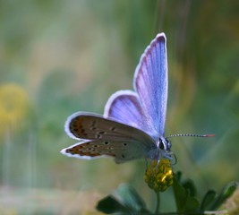 butterfly on flower