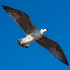 Möwe