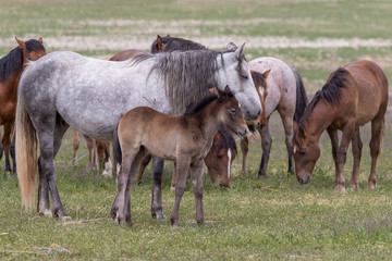 Obraz na płótnie Canvas Wild Horse Mare and Foal in Spring in Utah