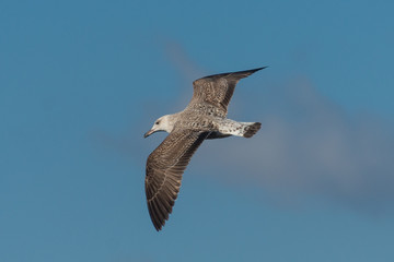 Möwe