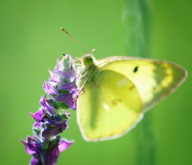 Yellow butterfly in wild flowers. Insects in nature. Summer.