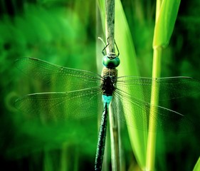 dragonfly on a blade of grass