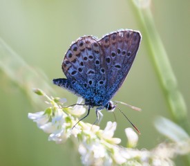 butterfly on flower