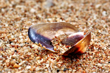 Seashells on the sand