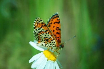 butterfly on flower
