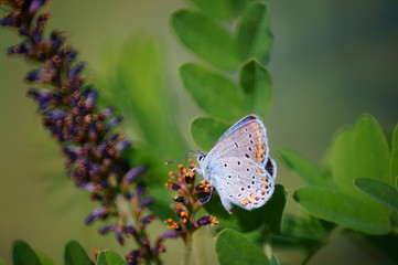 Butterfly in wild flowers. Insects in nature. Summer.