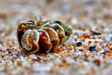 Seashells on the sand