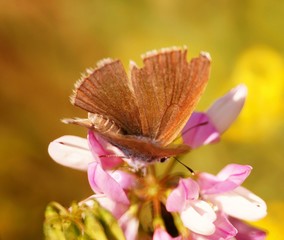 Obraz premium Butterfly in wild flowers. Insects in nature. Summer.