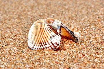 Seashells on the sand
