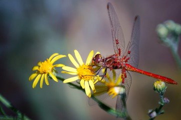 Dragonfly in wild flowers. Insects in nature. Summer.