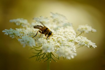 bee on flower