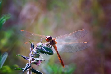 Dragonfly in wild flowers. Insects in nature. Summer.