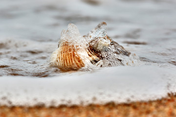 Shell and wave