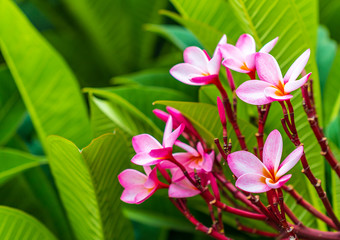 Plumeria Pink flowers the beautiful. close up