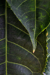 texture of leaf