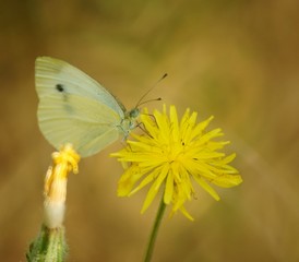 White butterfly on a yellow flower. Insects in nature.