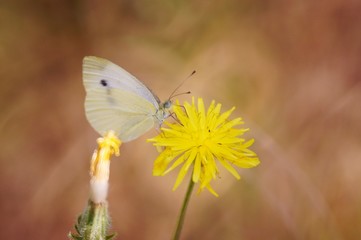 butterfly on flower