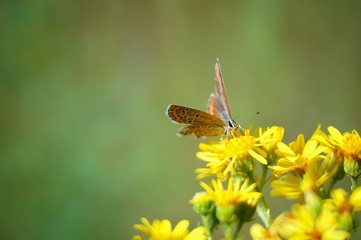 butterfly on flower