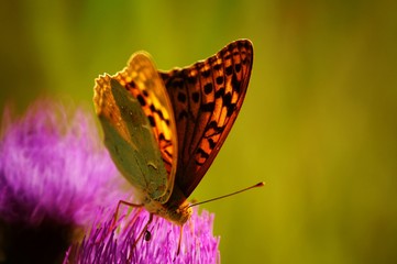 butterfly on flower