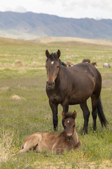Fototapeta premium Wild Horse Mare and Foal in Spring in Utah