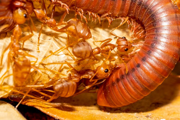 Ants team biting and carry millipede to food on ground