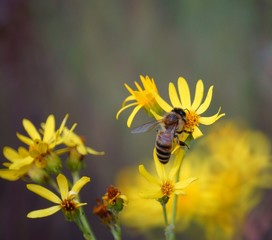 bee on yellow flower