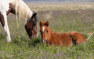 Wild Horse Mare and Foal in Spring in Utah