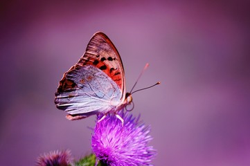 butterfly on flower