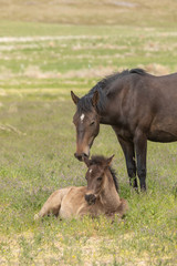 Wild Horse Mare and Foal in Spring in Utah